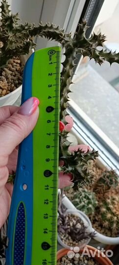 Эдитколея грандис 