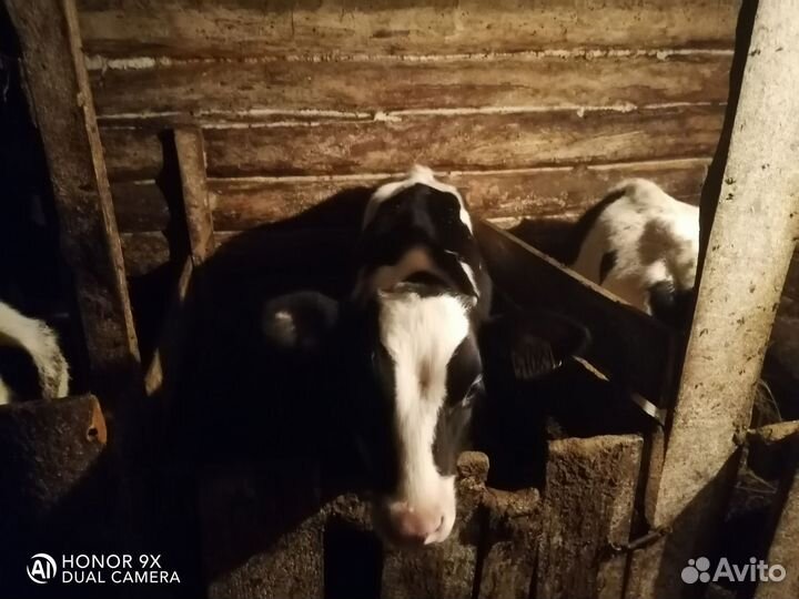 Телята бычки