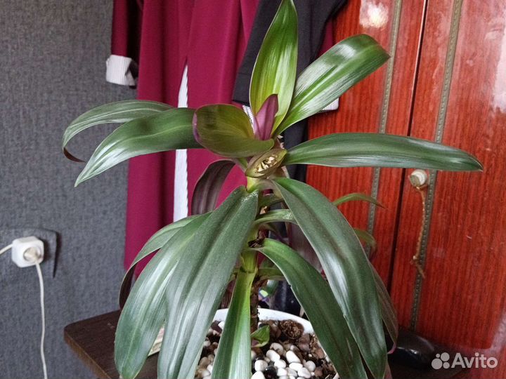 Традесканция рео,ладья Моисея, бегония крапчатая