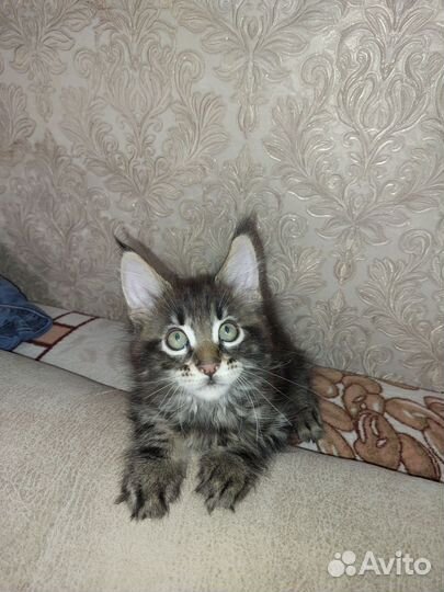 Котята мейн-кун