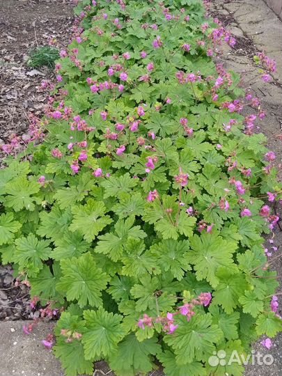 Герань садовая