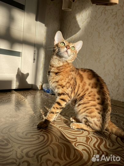 Бенгальская кошка в добрые руки