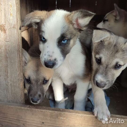 Щенки в добрые руки