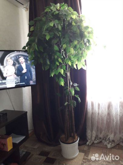 Фикус бенджамина (искуственный)высота 1м.75 см