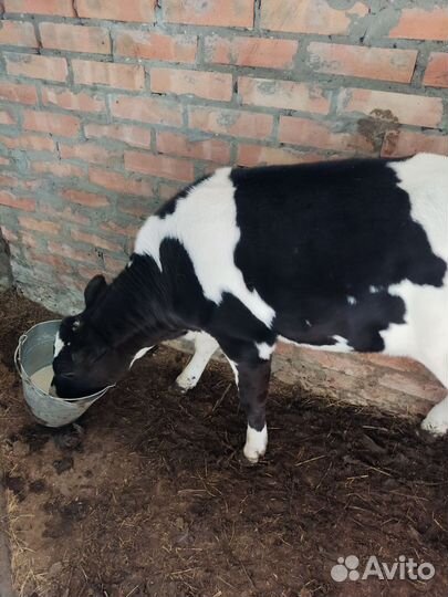 Две телочки