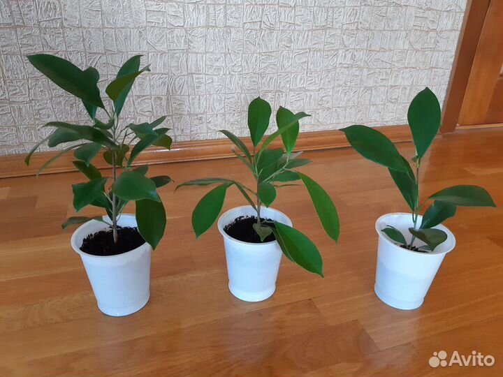 Фикусы, бальзамин, хавортия