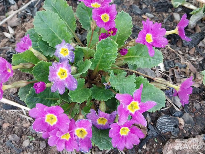 Рассада примула