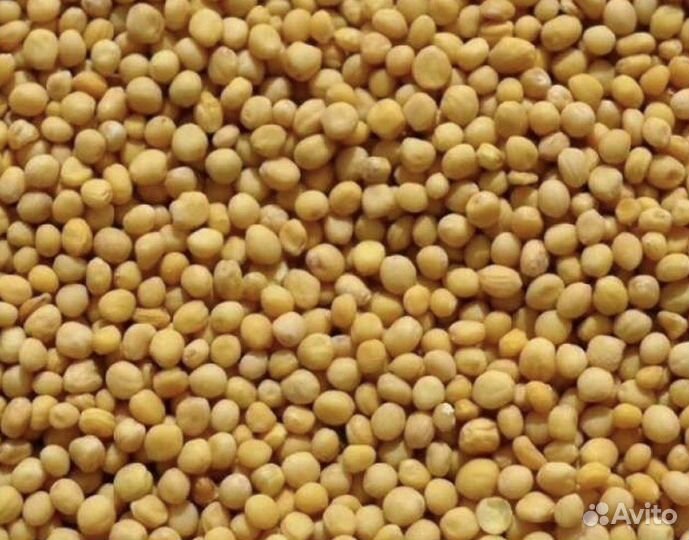 Семена белой горчицы