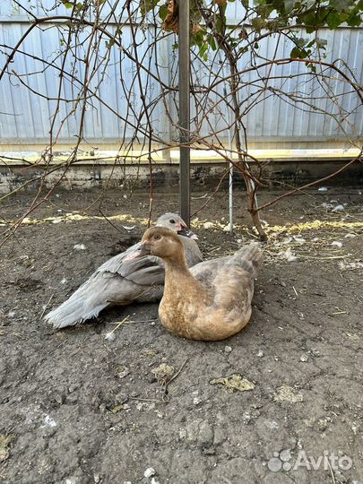 Мускусные утки тяжелые линии,куры