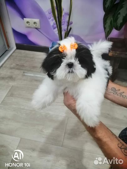 Щенок ши-тцу