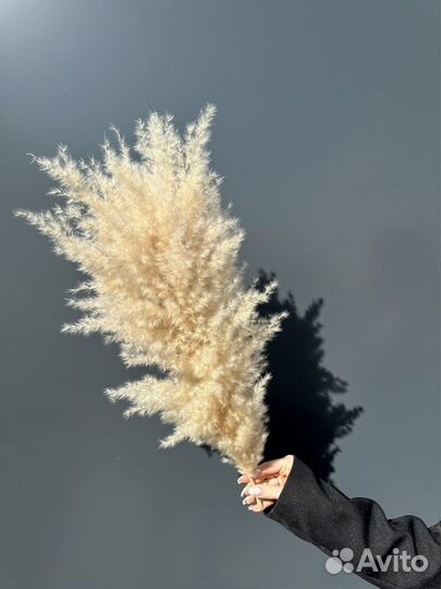 Пампасная трава, сухоцветы, кортадерия