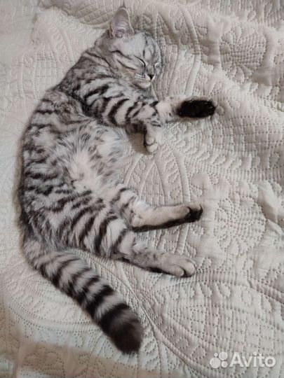 Британская