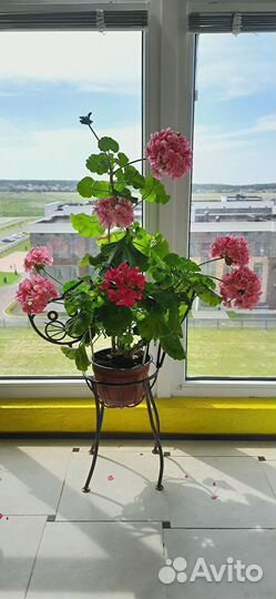 Пеларгония герань