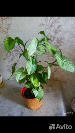 Сингониум 2 вида