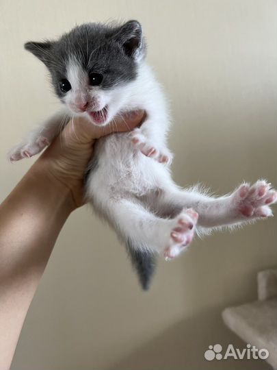 Котенок Лютик 7 недель в добрые руки