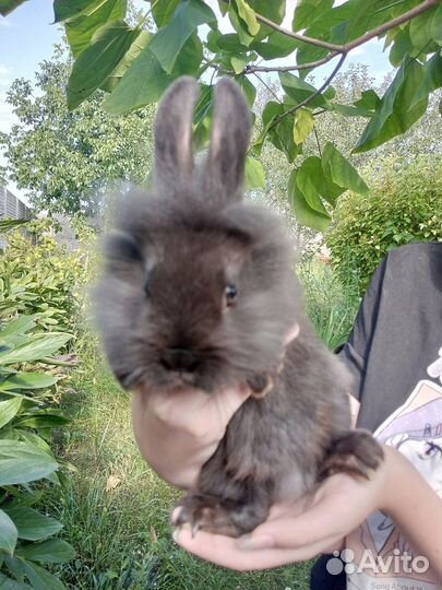 Декоративные кролики