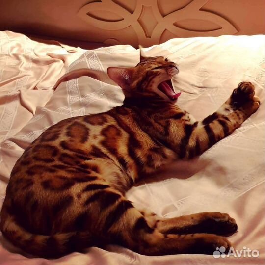 Бенгальская кошка