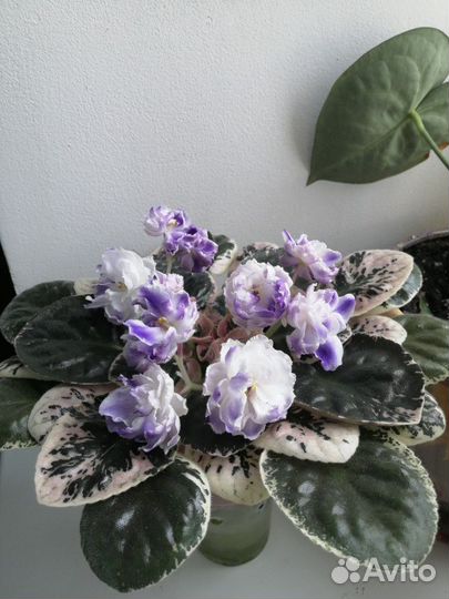 Сортовые фиалки