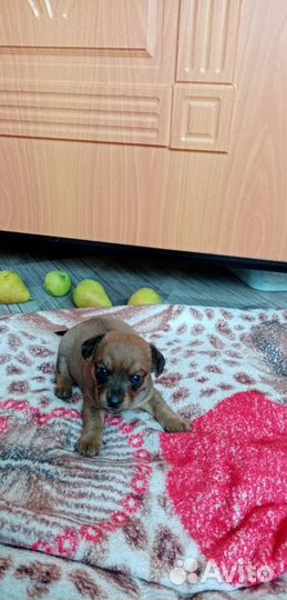 Той-терьер щенки