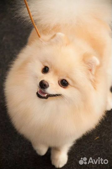 Шикарный мальчик шпиц