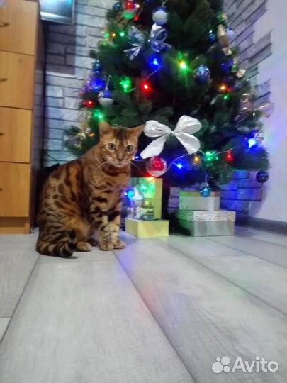 Бенгальская