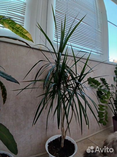 Комнатные цветы кротон, драцена