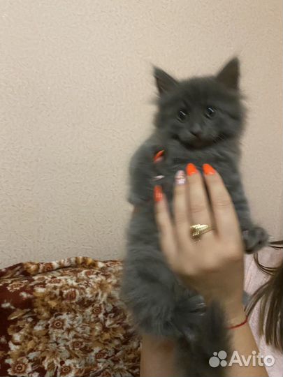 Котенок девочка в добрые руки