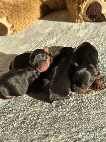 Йоркширский терьер