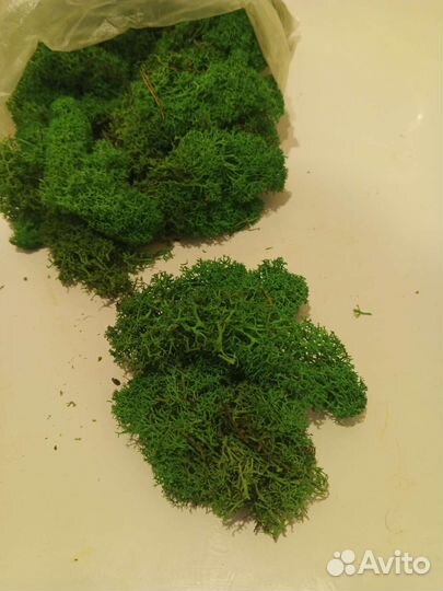 Стабилизированный мох