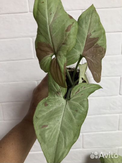 Сингониум Пинк спот Биколор