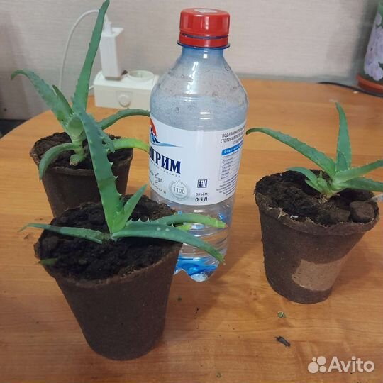 Алоэ и калонхоэ