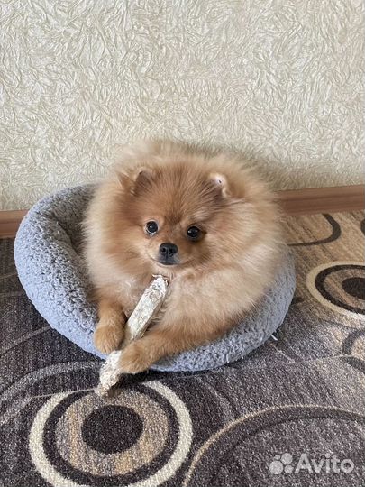 Бычий корень для собак. Одобрен врачами