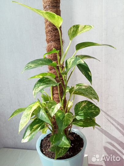 Эпипремнум золотистый (Epipremnum aureum)