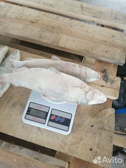 Сырок (пелядь) мороженый