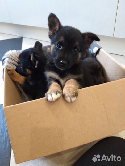 Щенки бесплатно