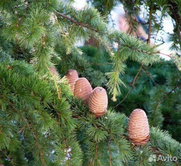 Кедр, тис ягодный, эвкалипт,туя,можжевельник