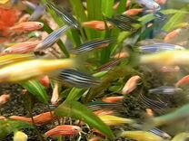 Тернеции, данио- аквариумные рыбки
