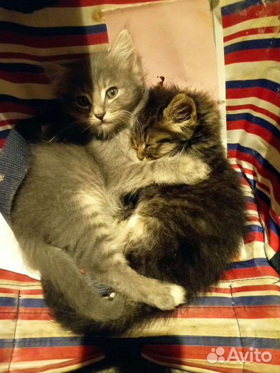 Малыши ищут дом