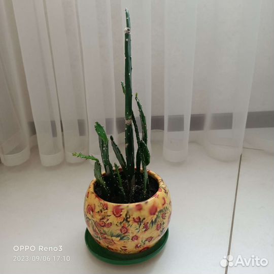 Кактус опунция