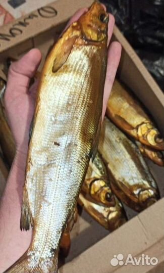 Опт рыба Севера, Югры, Ямала