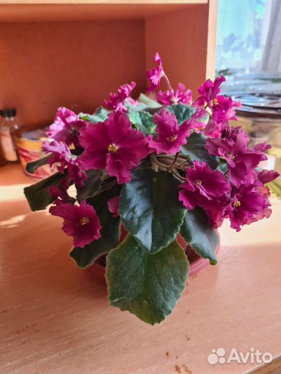 Фиалка в горшках