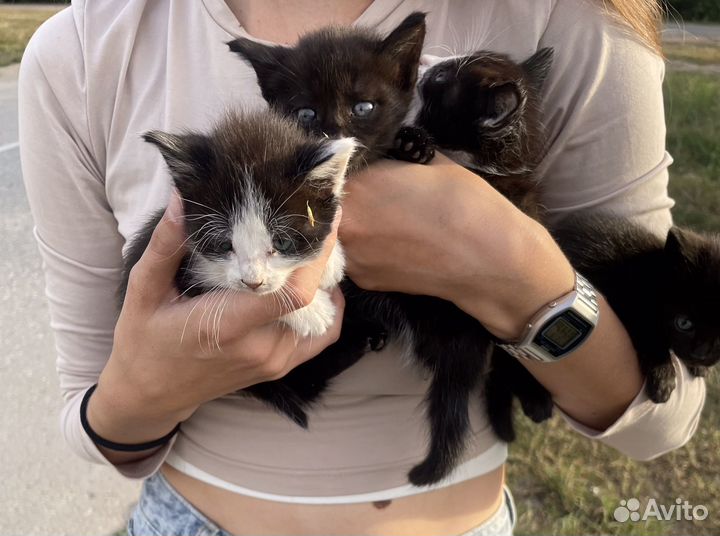 Котята в добрые руки