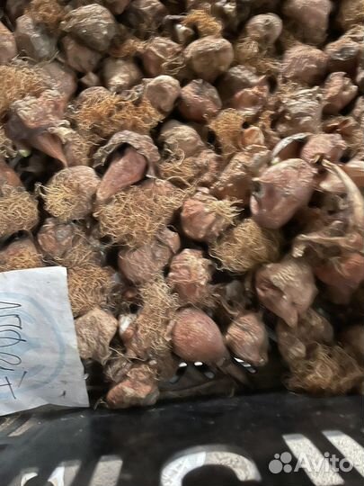 Луковицы тюльпана после выгонки