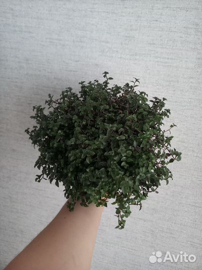 Каллизия Крибо