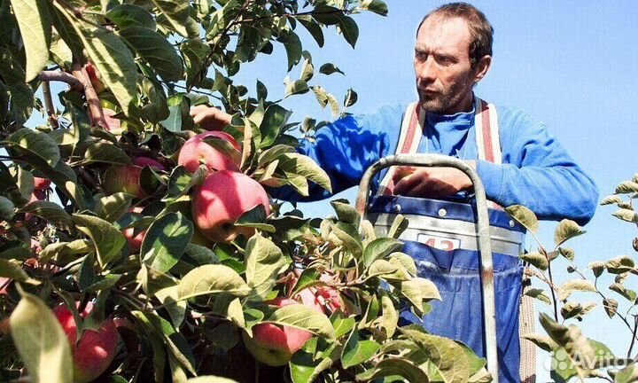 Разнорабочий по сборке яблок в саду