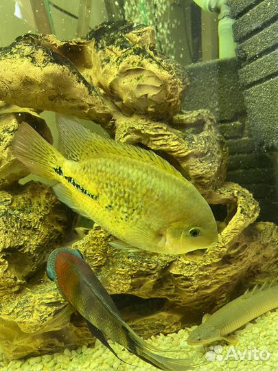 Вьеха 12-14 см Пангасиус 30 см