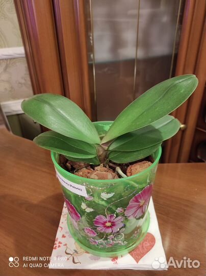 Орхидея фаленопсис пелорик Polka Beauty peloric