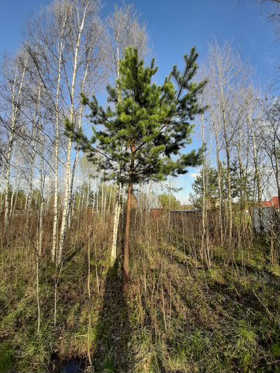 Участок 10 сот. (СНТ, ДНП)