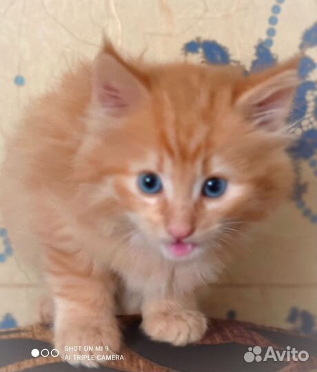 Котик
