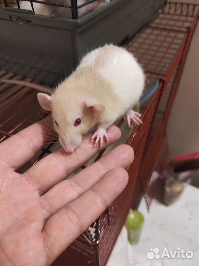 Крыса дамбо